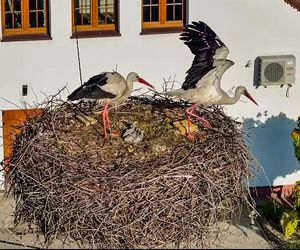 Bocian Krutek z Krutyni: od samotnika do samca alfa.