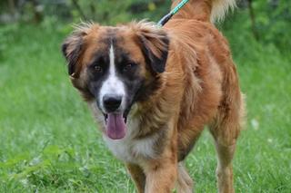 Rodzina z Bydgoszczy szuka zaginionego psa. „Każda wskazówka będzie cenna!”