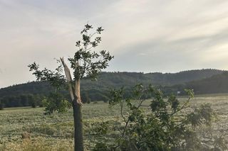Dolnośląskie. Burze wyrządziły wiele szkód w regionie. Tak wyglądają okolice Jawora [ZDJĘCIA].