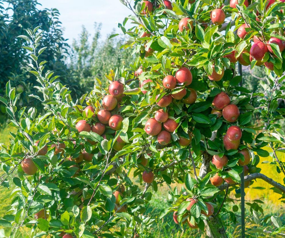 Przydomowy ogród owocowy