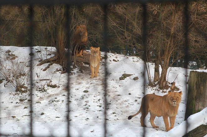 ZOO Wrocław - bilety, cennik 2023, godziny otwarcia. Jak dojechać? Mapa, parking