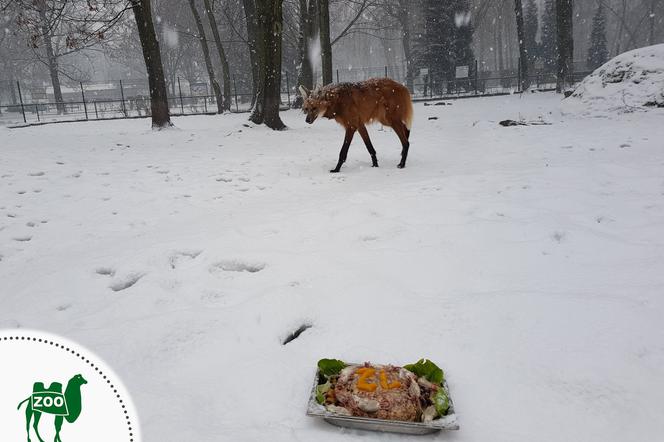 Wilk bardzo chętnie skonsumowal urodzinowy prezent