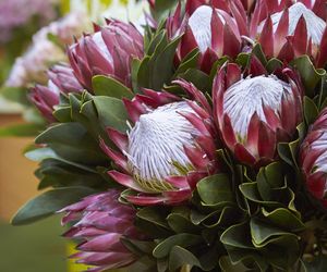 Protea