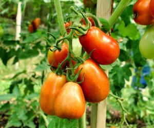 Pomidory śliwkowe
