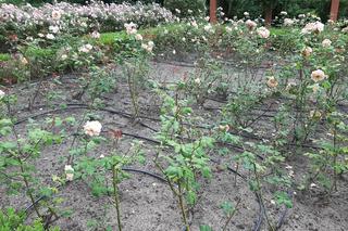 Barbarzyński akt wandalizmu w Ostromecku. Ktoś ogołocił pałacowy park