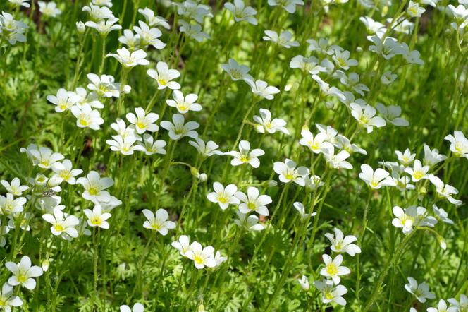 Skalnica rozesłana - Saxifraga cespitosa