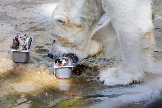 Niedźwiedzie polarne z Warszawskiego ZOO