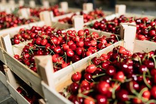 Uwaga na rakotwórcze czereśnie. Lidl i Biedronka kontra owoce z bazaru