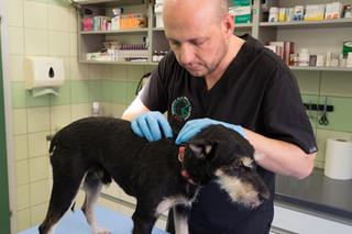 Czesław oberwał śrutem