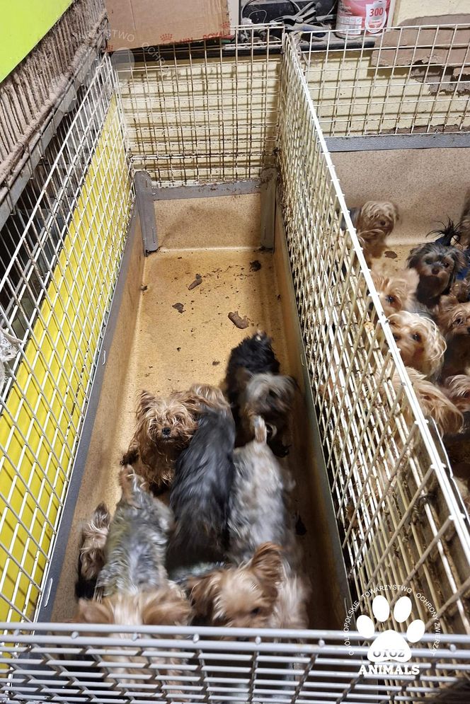 Nie żyje właścicielka pseudo hodowli w Bydgoszczy! 85 psów żyło w strasznych warunkach