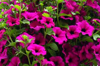 Kwiaty doniczkowe na Dzień Matki: 10 kwitnących roślin na balkon i taras
