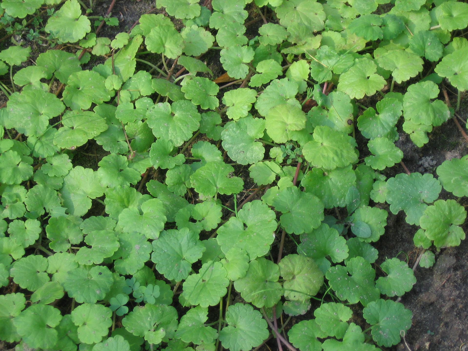 Bluszczyk Kurdybanek Glechoma Hederacea Urzadzamypl 5124