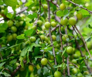 Polskie superowoce – dobroczynne dla serca i trawienia. Poznaj zdrową stronę natury