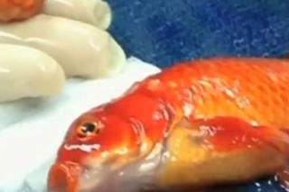 ŁAŁ! Operacja mózgu złotej rybki! Była małomówna, inne rybki nie chciały się z nią bawić [NIESAMOWITE WIDEO]