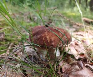 Ale okazy! Takie grzyby są na Dolnym Śląsku. Mieszkańcy chwalą się zbiorami 