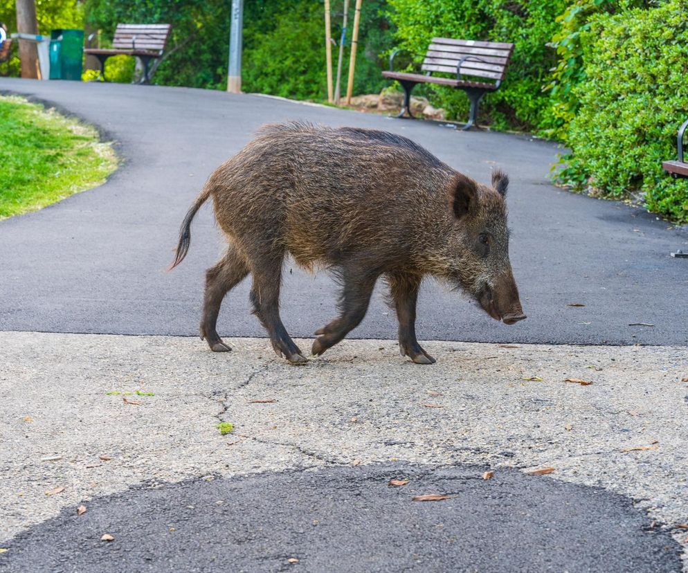 „Nie wiem jak udało mi się ujść z życiem”. Uciekała przed dzikiem w Warszawie. Szokujące szczegóły.