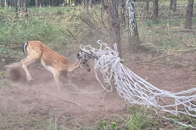  Młody daniel zaplątał się w siatki. Pomogli strażnicy z Gostynia i łowczy [ZDJĘCIA]