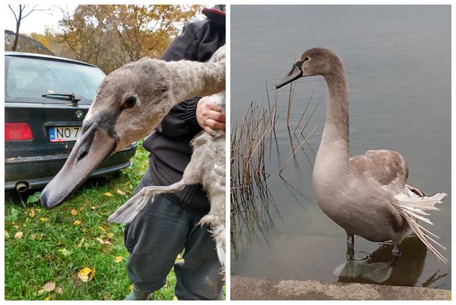 Leśnicy uratowali chorą łabędzicę. Lot uniemożliwiło jej "anielskie skrzydło" [FOTO]