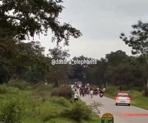 Turysta chciał selfie ze słoniem. Gorzko tego pożałował