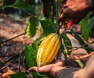 Uchodzi za „napój bogów”, może zastępować kawę. Ale jest jeden haczyk