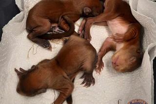 Internauci przejęci stanem malutkich wiewiórek. Spadły z bardzo dużej wysokości