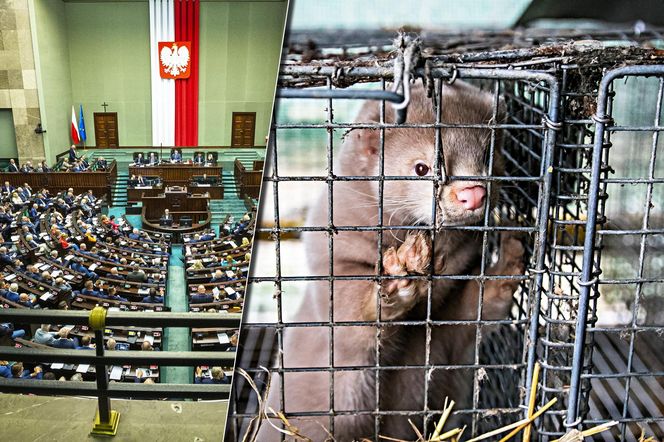 Aktywiści na rzecz zwierząt wzruszeni decyzją Nawrockiego. Tak emocjonalnej reakcji …