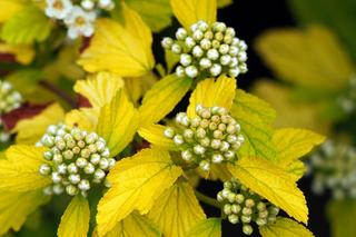 Pęcherznica kalinolistna 'Luteus'