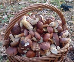 Prawdziwe skarby jesieni. Listopad to idealny czas na grzyby w Świętokrzyskiem? [Zdjęcia Waszych zbiorów]