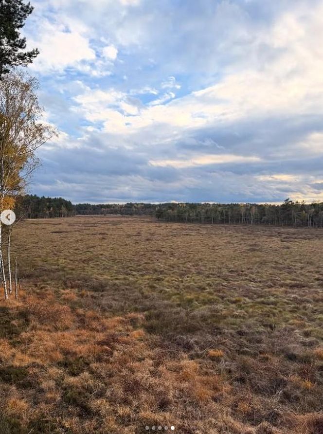 Katarzyna Cichopek i Maciej Kurzajewski poprawiny