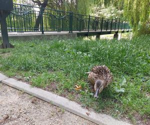 Park Miejski w Zamościu