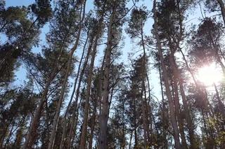 Aparat w ręce i do lasu! Leśnicy zapraszają do konkursu fotograficznego 