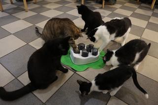 MRAU Cafe w Lublinie. Poznajcie uroczych mieszkańców kociej kawiarni!