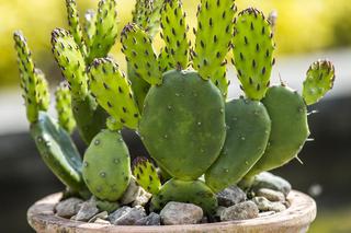 Najciekawsze kaktusy. Jak prawidłowo dbać o kaktusy? Czego nie lubią kaktusy?