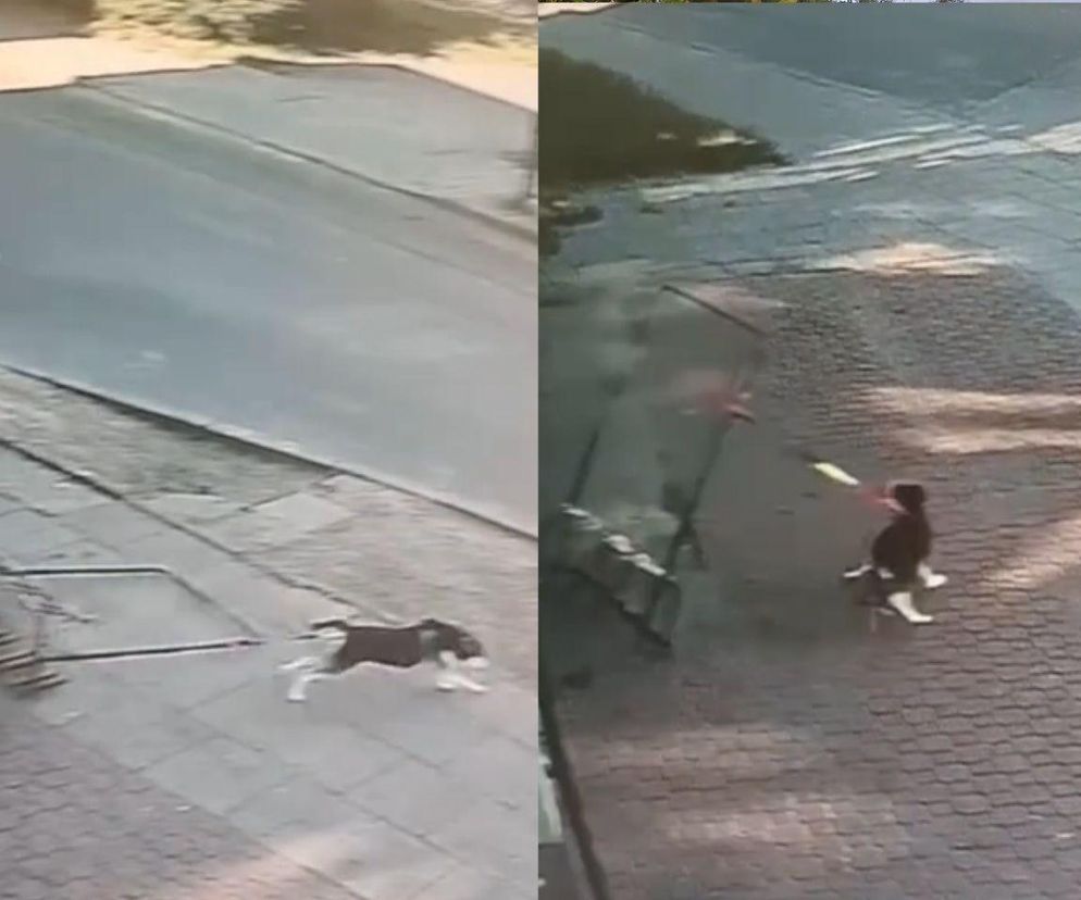Stojak na rowery wystraszył psa. Poruszające nagranie z Gdańska trafiło do sieci
