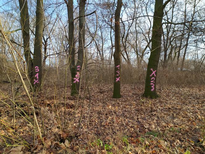 "Zostaniemy tu do marca". Aktywiści w obronie drzew nad Wisłą