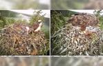 Pierwsza w Polsce obserwacja ataku bielika na lęg rybołowa. Są unikalne zdjęcia!