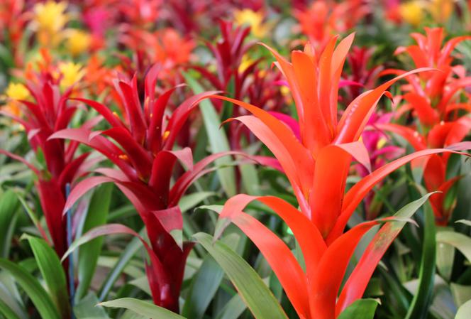 Guzmania