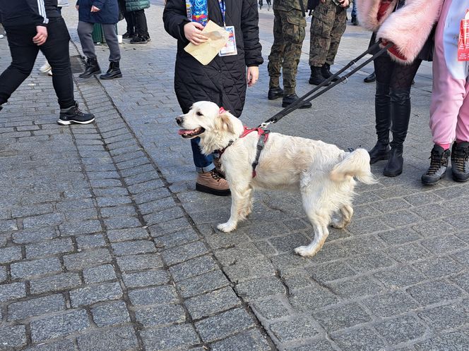 33. Finał WOŚP z grupą krakowskich Golden Retrieverów