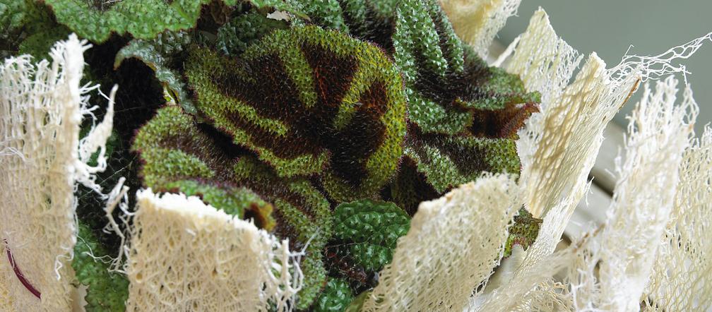 Begonia Masona