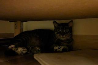 Uratował koty z pożaru, sam walczy o życie 