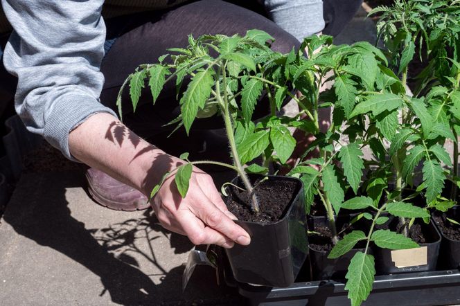 Gdy tylko pomidory wypuszczą listki podlewaj je tym naparem prosto z kuchni. Wzmacnia łodygi i sprawia, że pomidory szybciej rosną. Nawóz do sadzonek pomidorów