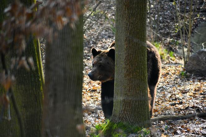 Niedźwiedzie w poznańskim ZOO wybudziły się z zimowego snu