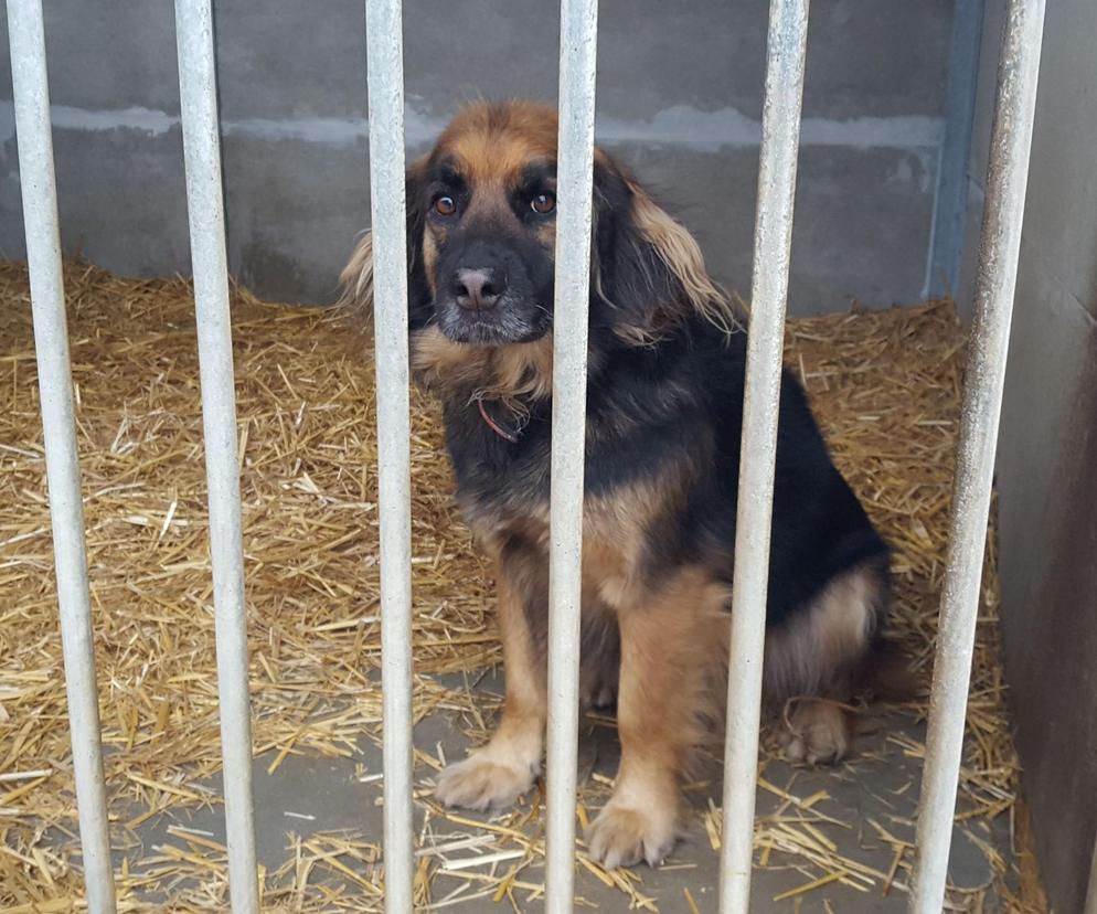 Pokochaj i adoptuj! Schronisko w Henrykowie zaprasza w weekend na Dni Otwarte 