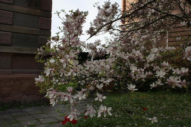 Szlak Magnolii w Cieszynie to największa atrakcja wczesnej wiosny