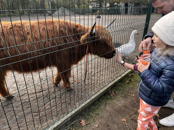 Zagroda 3 siostry w Kamieniu przyciągnęła całe rodziny w ciepły jesienny weekend ZDJĘCIA