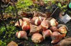Sadzenie tulipanów 