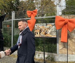 Cztery tygrysy sumatrzańskie z wrocławskiego zoo otrzymały imiona