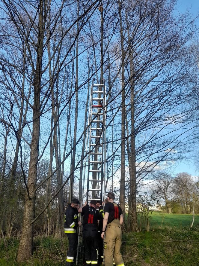 Wystraszony kotek kilkanaście metrów na ziemią