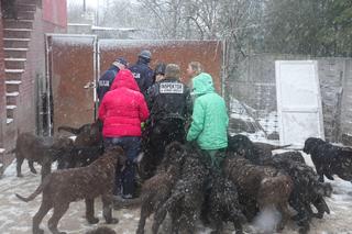 Potężna pseudohodowla pod Inowrocławiem! Zwierzęta cierpiały od lat