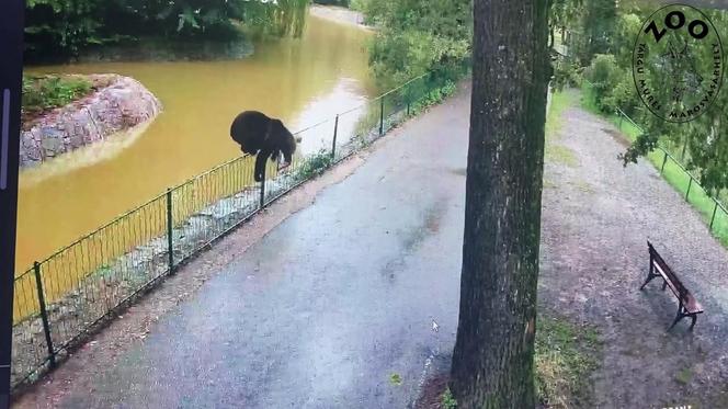 Szok! Niedźwiedź wdarł się do zoo i atakował zwierzęta. Wideo w sieci